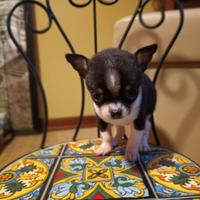 Cuccioli di chihuahua meravigliosi