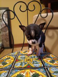 Cuccioli di chihuahua meravigliosi
