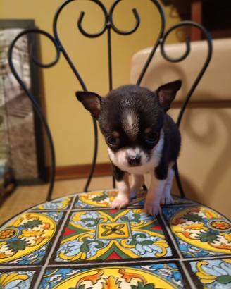 Cuccioli di chihuahua meravigliosi