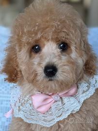 Cani Barboncini Toy cuccioli