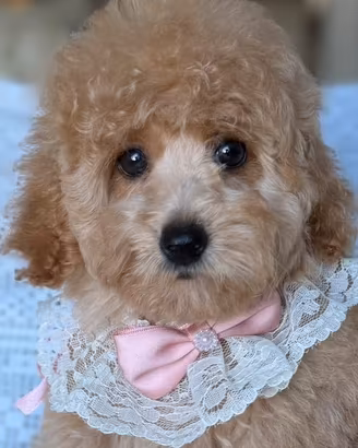 Cani Barboncini Toy cuccioli