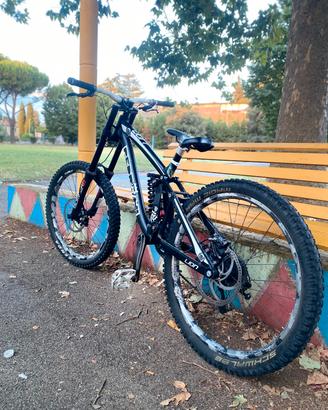 Pedroni Lion Dh