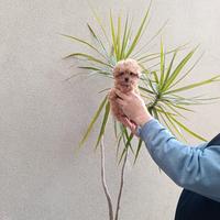 Cuccioli di barboncino toy