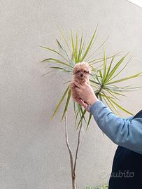 Cuccioli di barboncino toy