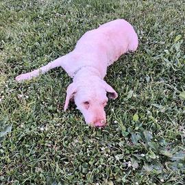 Lagotto Romagnolo femmina di dieci anni