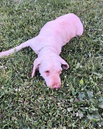 Lagotto Romagnolo femmina di dieci anni