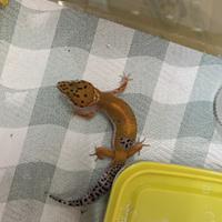 Geco leopardino