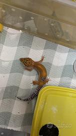 Geco leopardino