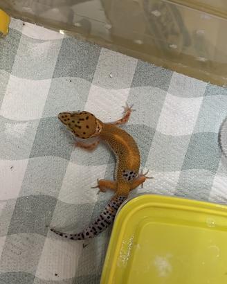 Geco leopardino