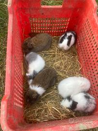 Conigli nani testa di leone