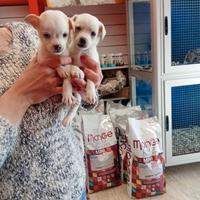 Chihuahua Toy ultimo maschio