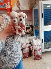 Chihuahua Toy ultimo maschio