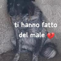 STELLA 6 ANNI taglia media ORA E' IN CANILE