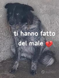STELLA 6 ANNI taglia media ORA E' IN CANILE