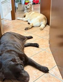 Monta Labrador Retriever