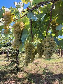 uva bianca da vino