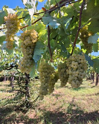 uva bianca da vino