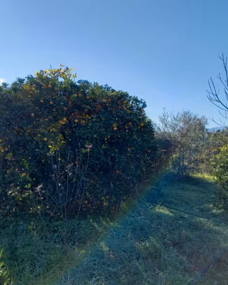 Terreno agricolo con agrumeto di mandarini