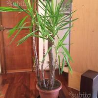 Dracaena pianta da appartamento