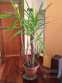 Dracaena pianta da appartamento