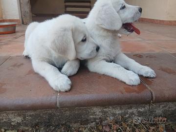 Cuccioli Labrador x Golden Retriever