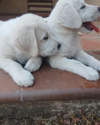 Cuccioli Labrador x Golden Retriever