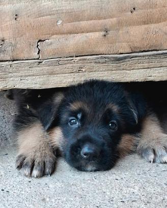 Cuccioli pastore tedesco con pedigree