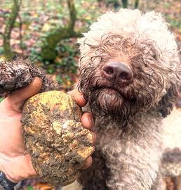 Cuccioli di Lagotto romagnolo