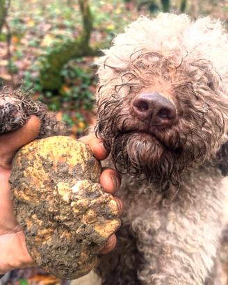 Cuccioli di Lagotto romagnolo