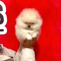 Pomerania bianchi total white linee americane