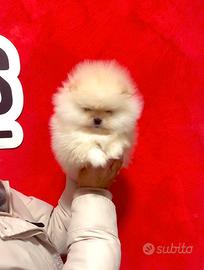 Pomerania bianchi total white linee americane