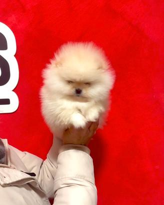 Pomerania bianchi total white linee americane