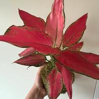 Kokedama Aglaonema pink