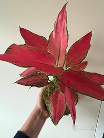 Kokedama Aglaonema pink