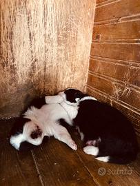 Border collie maschio