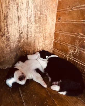 Border collie maschio