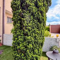 Albero di tasso