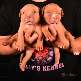 Cuccioli di American Bully XL