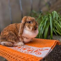 Coniglio ariete nano