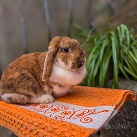 Coniglio ariete nano