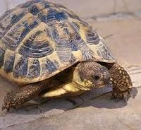 Testudo Hermanni Hermanni maschio di 4/5 anni