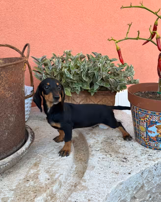 Bassotto