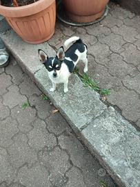 Cucciolo femmina chihuahua