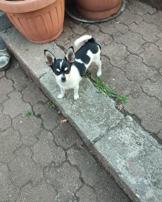 Cucciolo femmina chihuahua