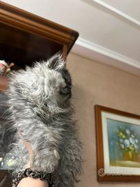 Gatto persiano