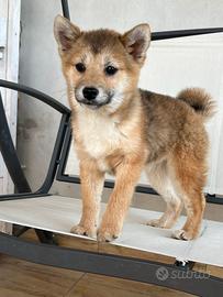 Shiba Inu super simpatici