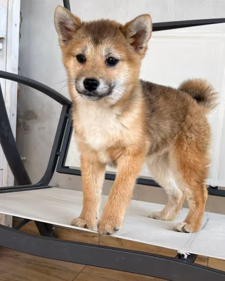 Shiba Inu super simpatici