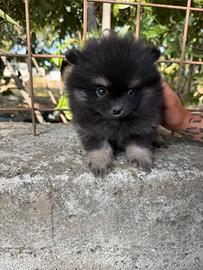 Spitz pomerania mini toy