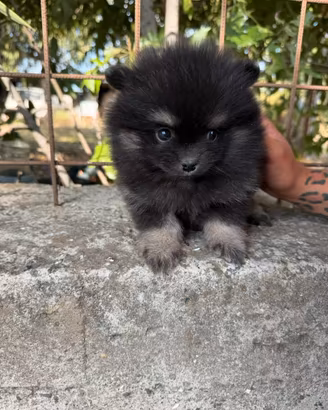 Spitz pomerania mini toy