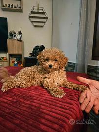 cuccioli di Barboncino